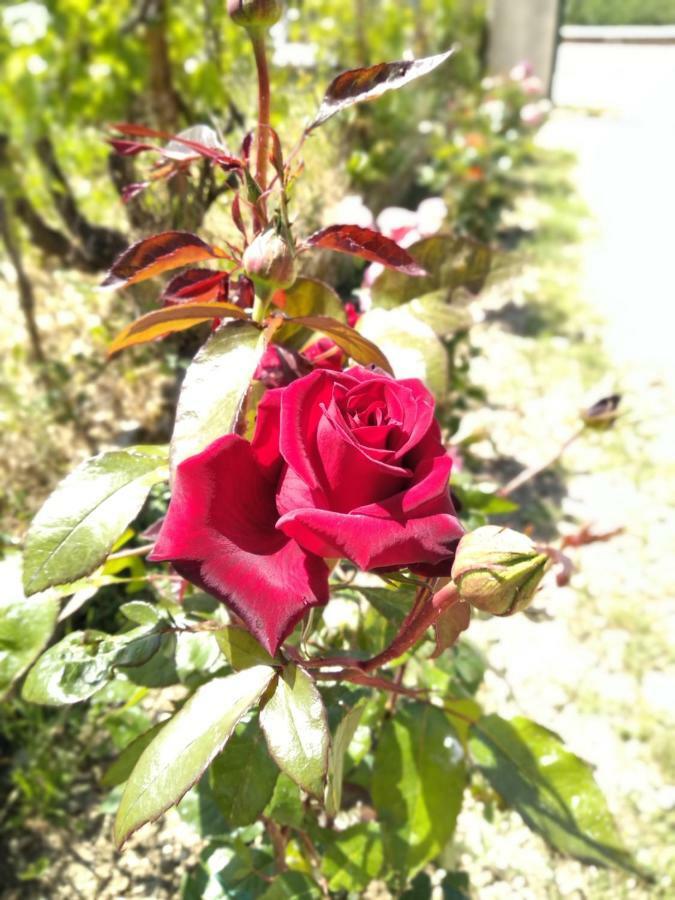 Rosegarden Villa Sami  Buitenkant foto